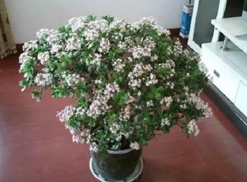 玉树不开花怎么办？只要掌握这４要素，花苞蹭蹭冒不停