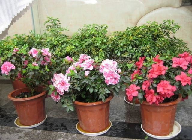 盆栽杜鹃花该如何浇水、施肥？分清阶段，植株叶绿根壮、开花多