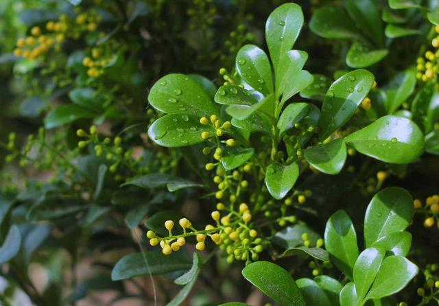 想要米兰花一年四季生机勃勃、花开不断，这些栽种经验要知道