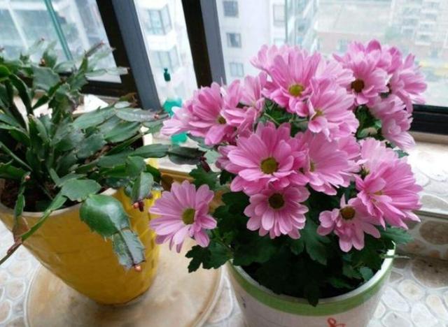 家庭养花哪些"雷区"不能踩？4点举动，让花草伤亡日渐增多