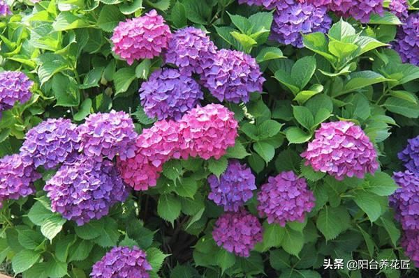 这“3种”植物，剪根枝条“插”土里，15天就生根，省钱又省心