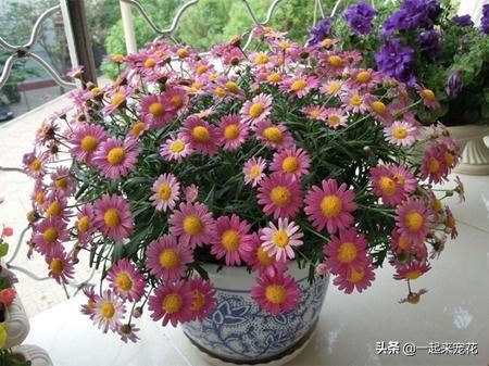 养花容易招虫子，学会这招，简单实用，养啥都旺盛