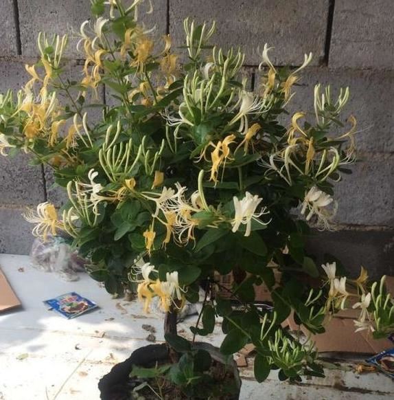 在家养金银花该如何栽培？掌握"2门"技术，植株长得好开花多