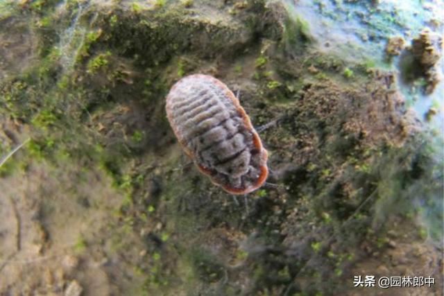 2月份，草履蚧即将来袭，“一缠、二涂、三喷药”教你3招治敌