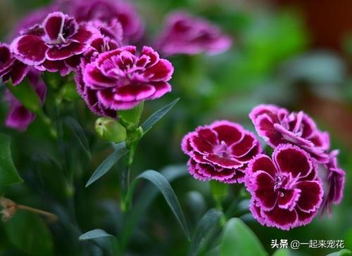 养花容易招虫子，学会这招，简单实用，养啥都旺盛