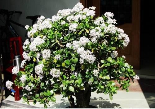 玉树不开花怎么办？只要掌握这４要素，花苞蹭蹭冒不停