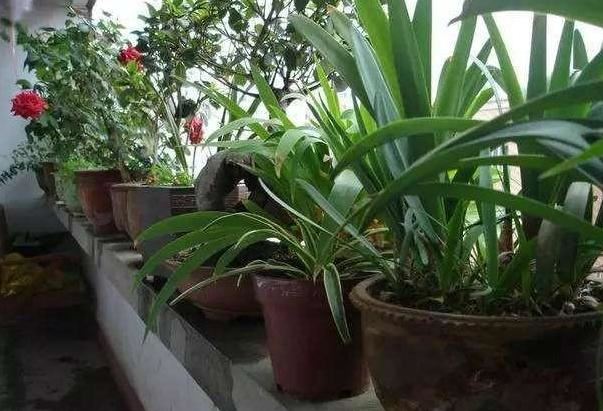 冬季如何给不休眠的花追肥？用上3种"长个肥"，效果堪比激素