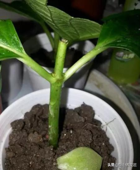 这“3种”植物，剪根枝条“插”土里，15天就生根，省钱又省心
