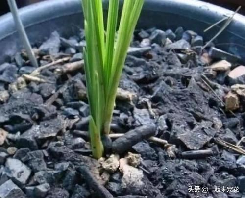 养花容易招虫子，学会这招，简单实用，养啥都旺盛
