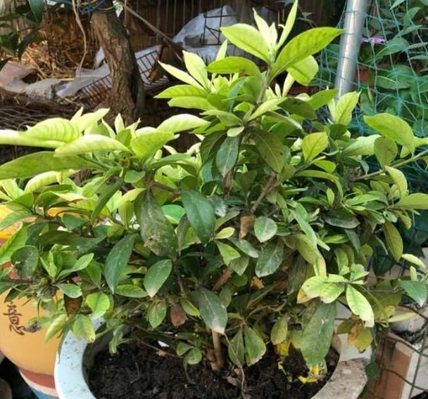 喜欢养花就盆栽栀子花，往土里加点沙子，轻松搞定病虫害问题