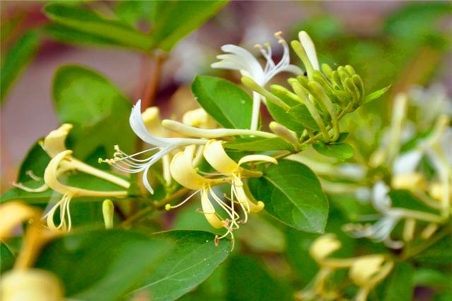 盆栽金银花，好看清香能泡茶，只要记住这5点，一年花开6个月