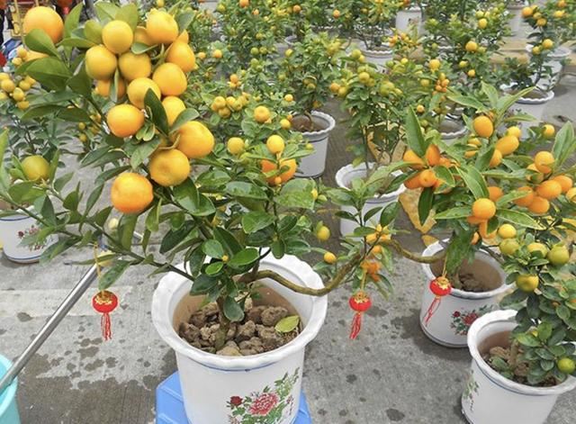 养腻了长寿花、绣球花？不妨养3种“观果树”，养300天变盆景
