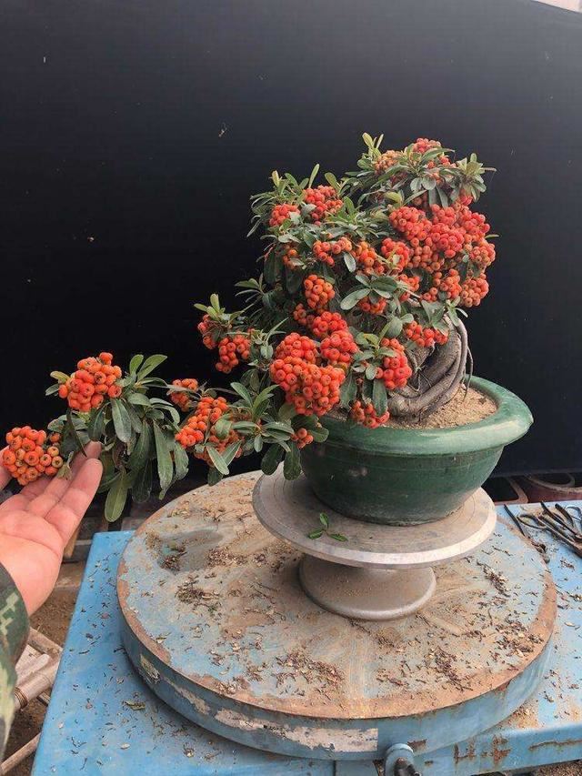 盆里长满“吉祥果”，个头袖珍颜色红艳，名叫火棘养成盆景价值高