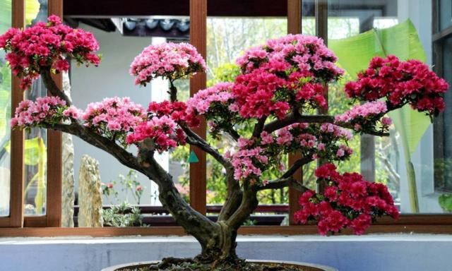盆栽杜鹃花该如何浇水、施肥？分清阶段，植株叶绿根壮、开花多
