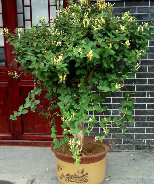 在家养金银花该如何栽培？掌握"2门"技术，植株长得好开花多