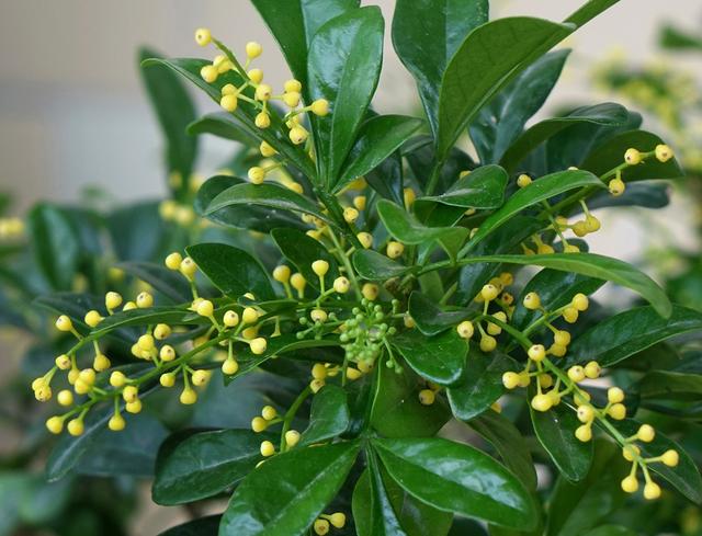 想要米兰花一年四季生机勃勃、花开不断，这些栽种经验要知道