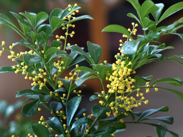 想要米兰花一年四季生机勃勃、花开不断，这些栽种经验要知道