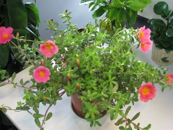 冬季如何给不休眠的花追肥？用上3种"长个肥"，效果堪比激素