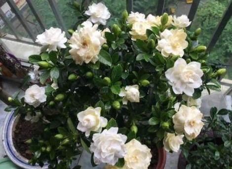 喜欢养花就盆栽栀子花，往土里加点沙子，轻松搞定病虫害问题