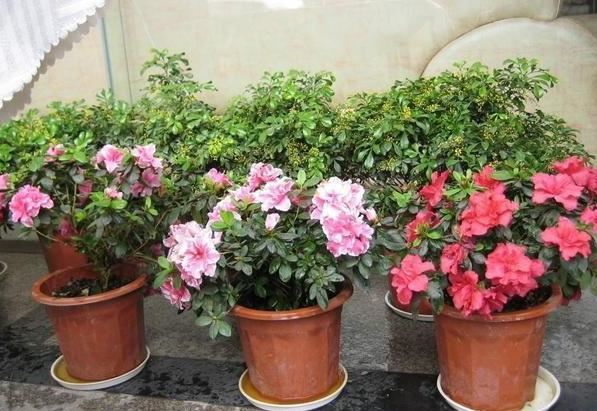 如何在家栽种好杜鹃花？掌握6大要素，春天植株突突往外冒花