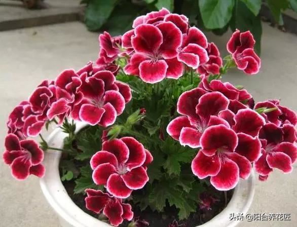 这“3种”植物，剪根枝条“插”土里，15天就生根，省钱又省心