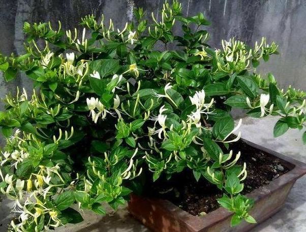 在家养金银花该如何栽培？掌握"2门"技术，植株长得好开花多