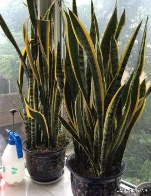 这“3种”植物，剪根枝条“插”土里，15天就生根，省钱又省心