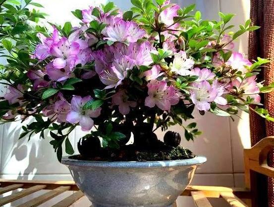 如何在家栽种好杜鹃花？掌握6大要素，春天植株突突往外冒花
