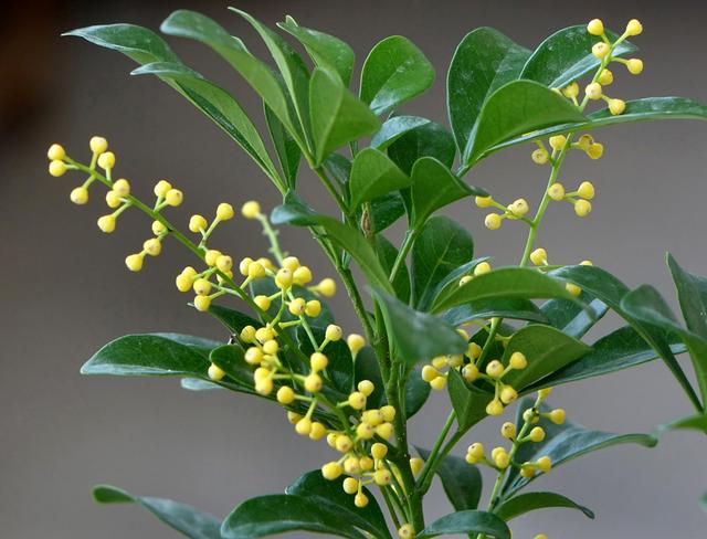 想要米兰花一年四季生机勃勃、花开不断，这些栽种经验要知道