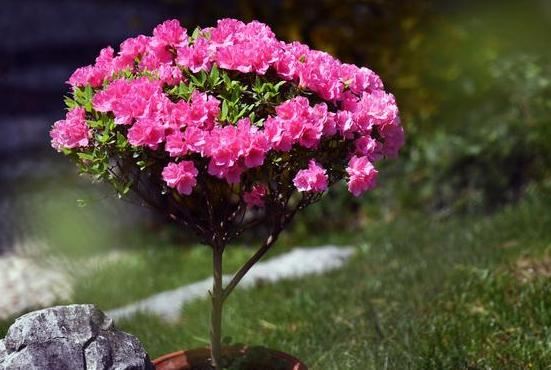 如何在家栽种好杜鹃花？掌握6大要素，春天植株突突往外冒花