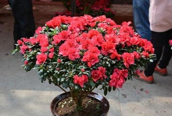 如何在家栽种好杜鹃花？掌握6大要素，春天植株突突往外冒花