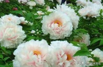 养花容易招虫子，学会这招，简单实用，养啥都旺盛