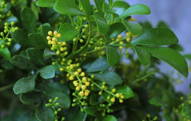 想要米兰花一年四季生机勃勃、花开不断，这些栽种经验要知道