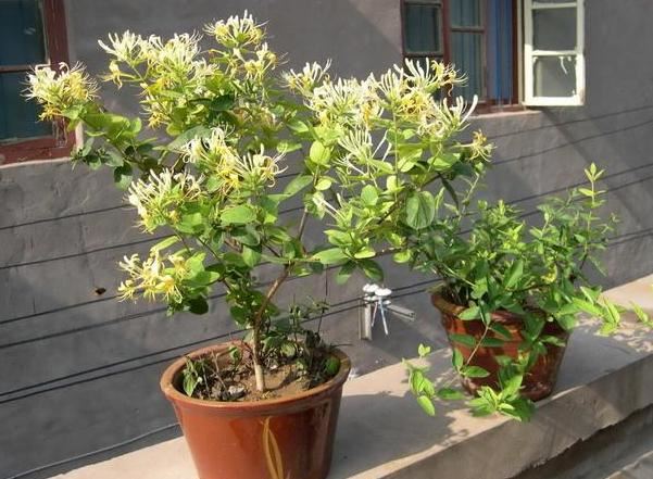 在家养金银花该如何栽培？掌握"2门"技术，植株长得好开花多
