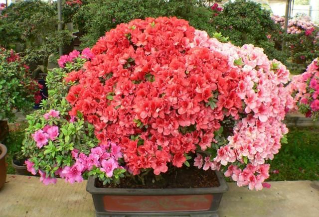 盆栽杜鹃花该如何浇水、施肥？分清阶段，植株叶绿根壮、开花多