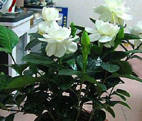 喜欢养花就盆栽栀子花，往土里加点沙子，轻松搞定病虫害问题