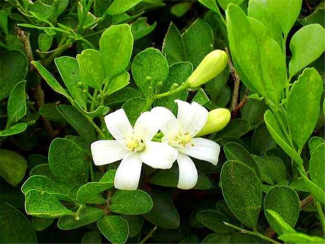 1种花，花朵淡雅，香气浓郁，养一盆花开5个月，邻居都说香