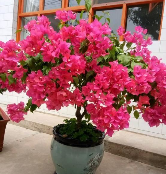 新买的花养不好？关键“缓苗”要得当，正确操作，后期养护才简单