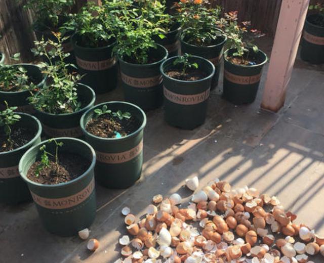 如何用鸡蛋壳代替花肥？学会正确的处理方法，再也不用担心招虫