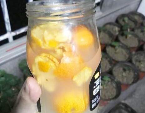如何让花草健康成长？用上3种万能"水"，黄叶、虫害统统不见