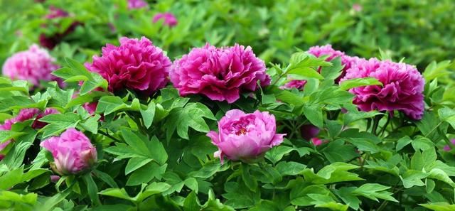 牡丹花到底可不可以在室内养呢？看完这篇文章你就明白了