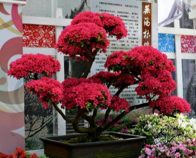 盆栽杜鹃花该如何浇水、施肥？分清阶段，植株叶绿根壮、开花多