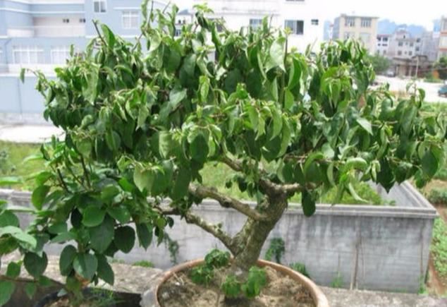 三角梅有“公，母”之分吗？如何使“公的”三角梅开花？