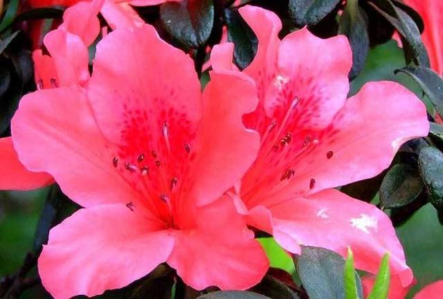 过年买了杜鹃花，过了花期就枯盆，要这样就还能活到明年