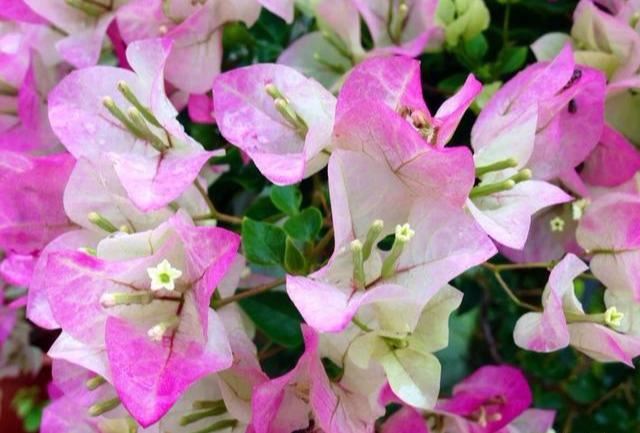 三角梅有“公，母”之分吗？如何使“公的”三角梅开花？