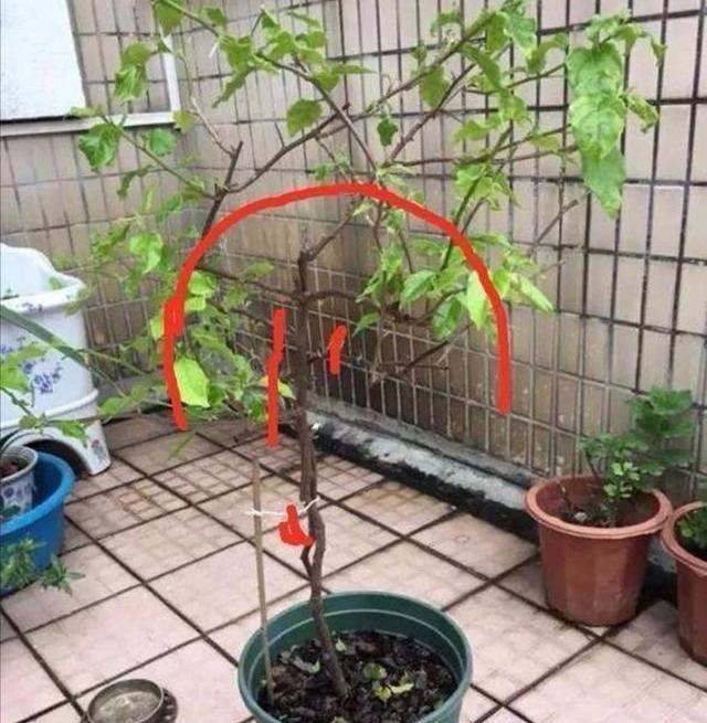 三角梅有“公，母”之分吗？如何使“公的”三角梅开花？