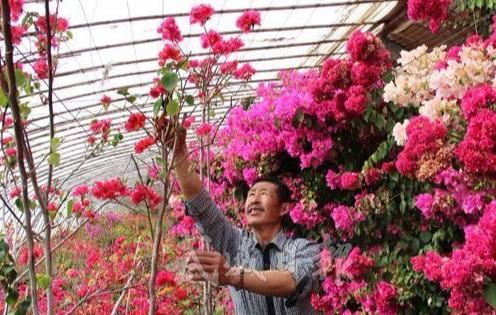 三角梅有“公，母”之分吗？如何使“公的”三角梅开花？