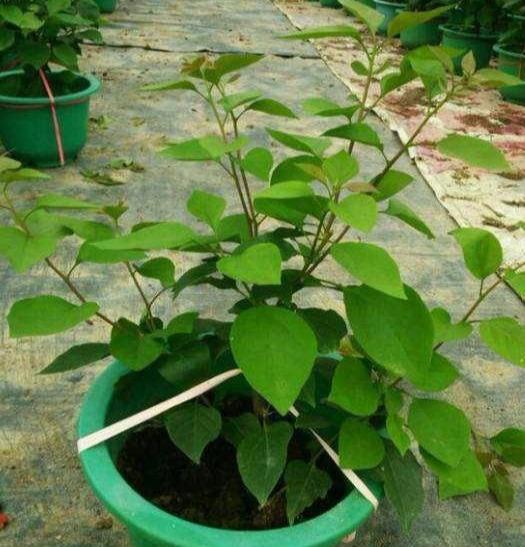 三角梅有“公，母”之分吗？如何使“公的”三角梅开花？