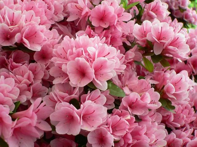 过年买了杜鹃花，过了花期就枯盆，要这样就还能活到明年