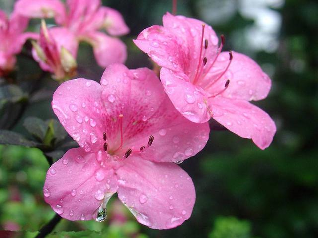 过年买了杜鹃花，过了花期就枯盆，要这样就还能活到明年
